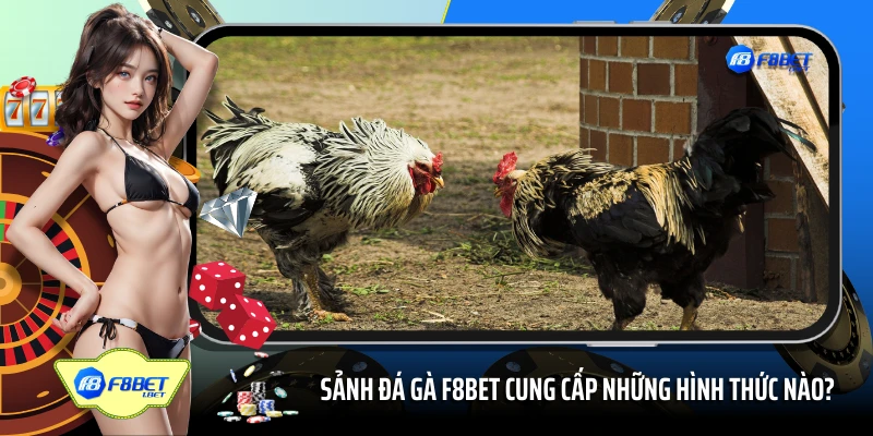 Sảnh đá gà F8BET cung cấp những hình thức nào?