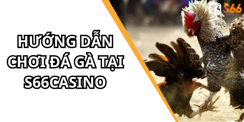 Hướng Dẫn Chơi Đá Gà Tại S66casino